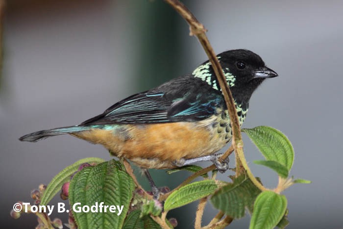 Spangle-cheeked Tanager - Tony Godfrey