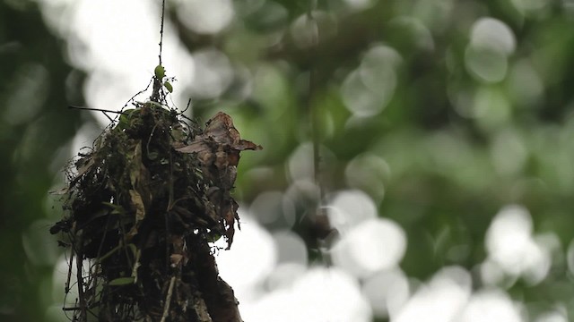 Dusky Broadbill - ML471145