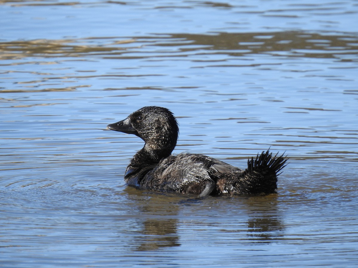 Musk Duck - ML471145191