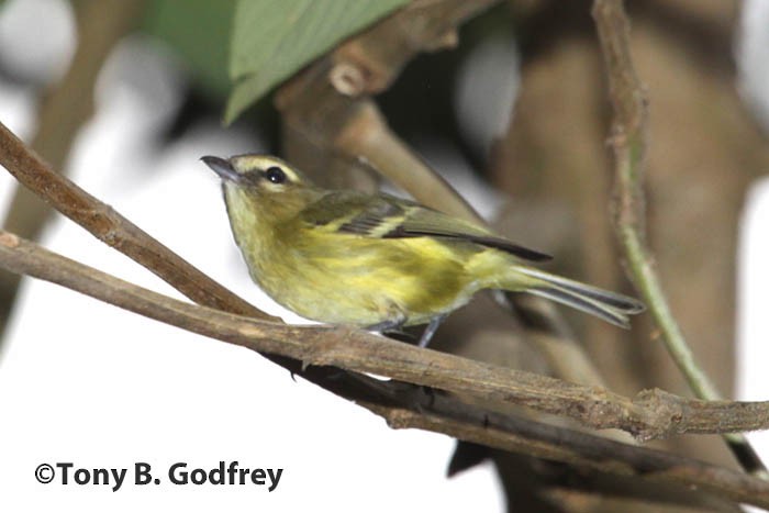 Yellow-winged Vireo - ML47114531