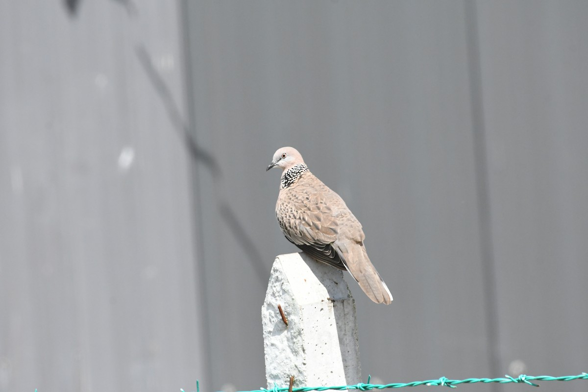 Spotted Dove - Sunanda Vinayachandran