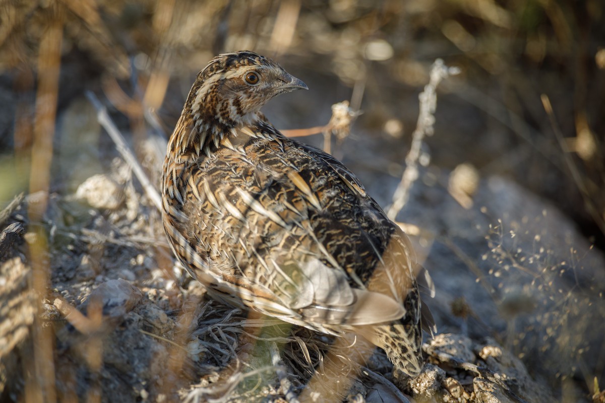 Common Quail - ML471145961