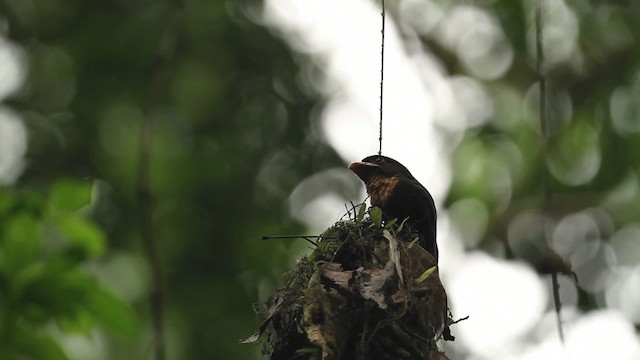 Dusky Broadbill - ML471146