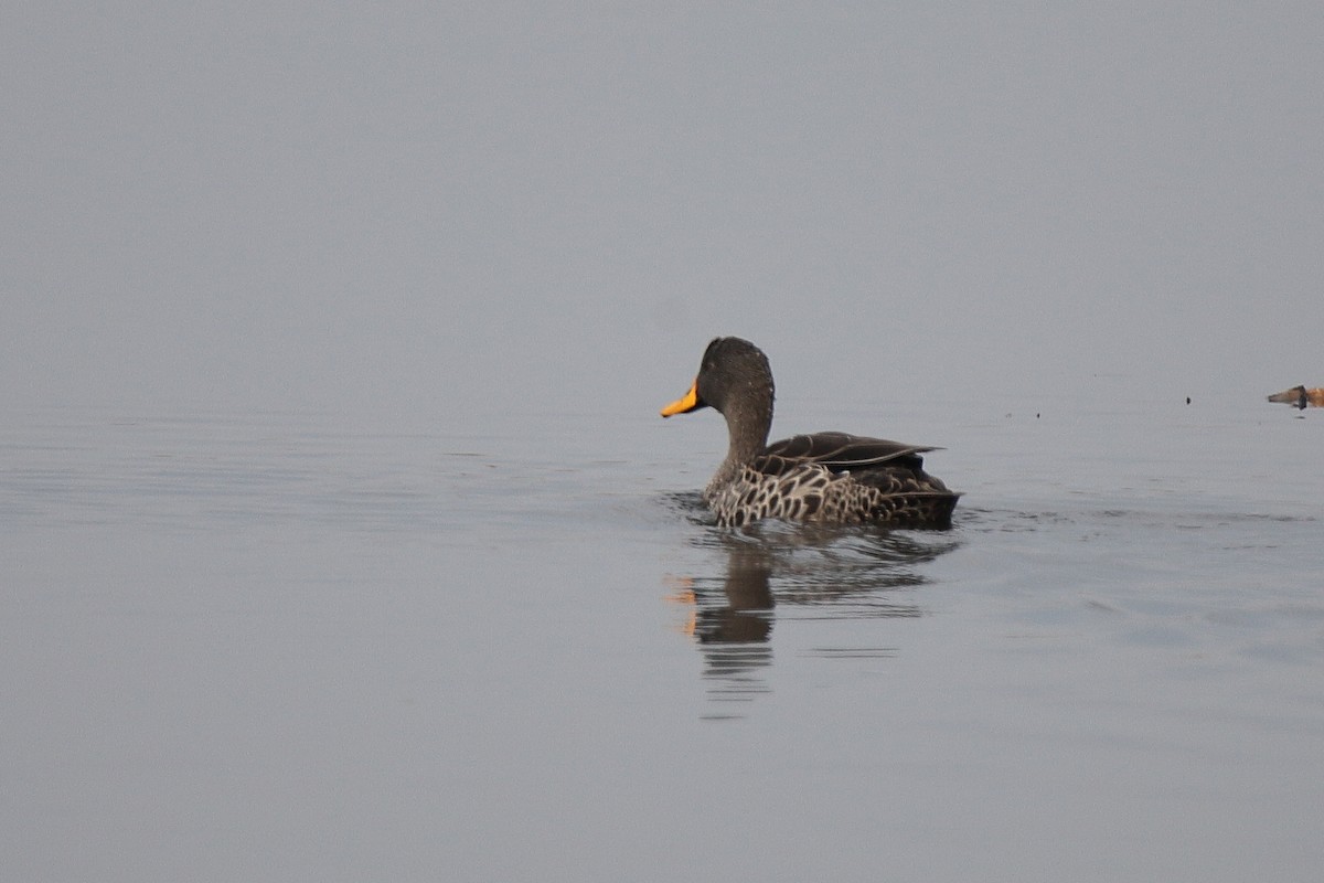 Yellow-billed Duck - ML471146891