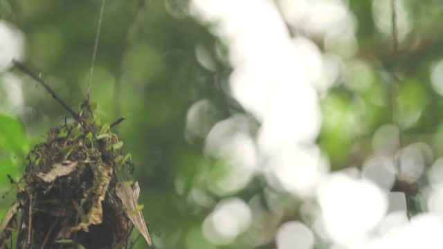 Dusky Broadbill - ML471147