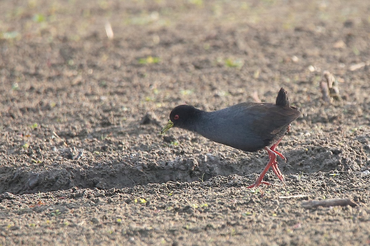 Black Crake - ML471147121