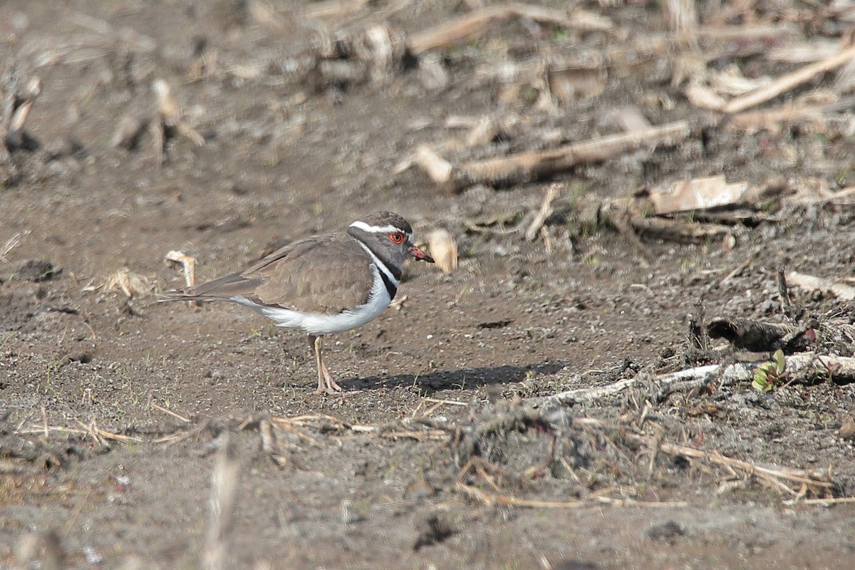 Three-banded Plover - ML471147161
