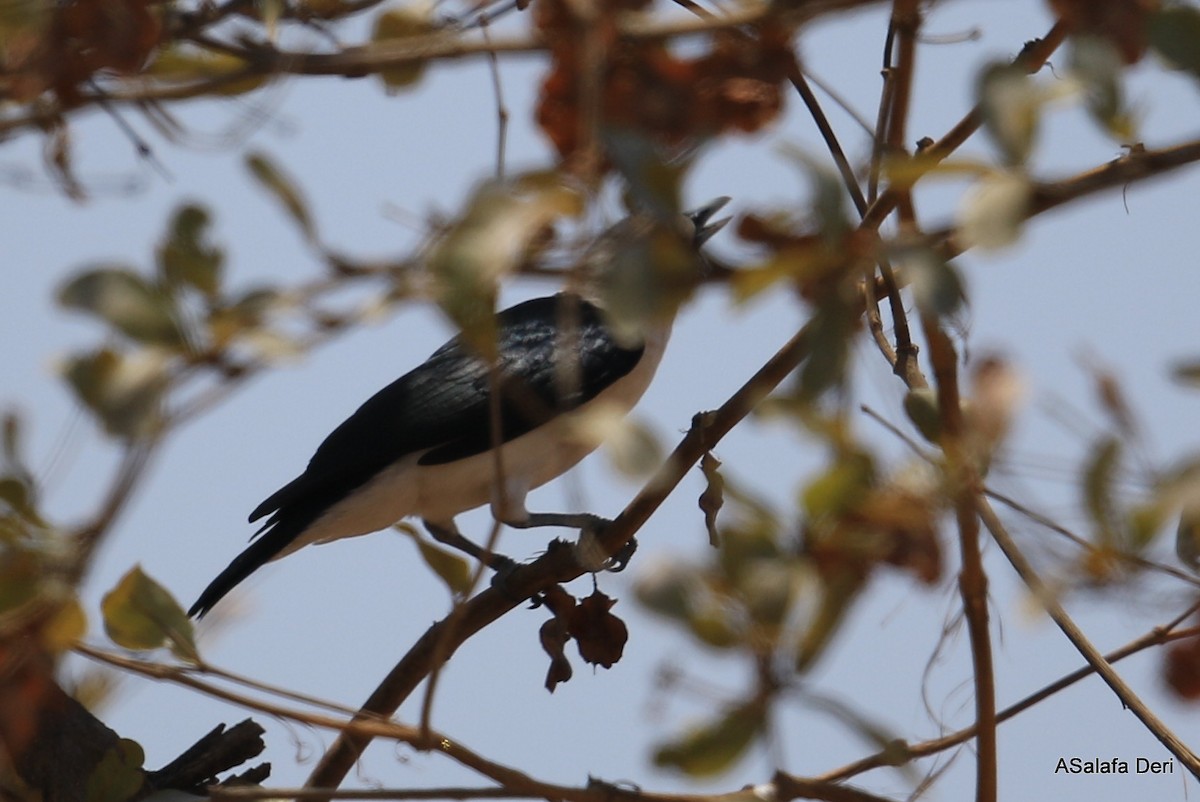 White-headed Vanga (annae) - Fanis Theofanopoulos (ASalafa Deri)