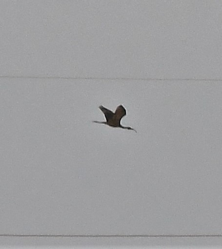ibis hnědý - ML471148191