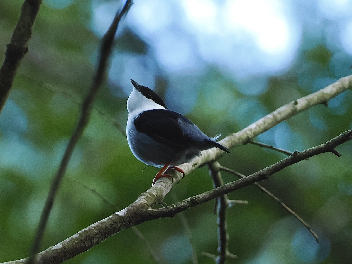 White-bearded Manakin - ML471148301