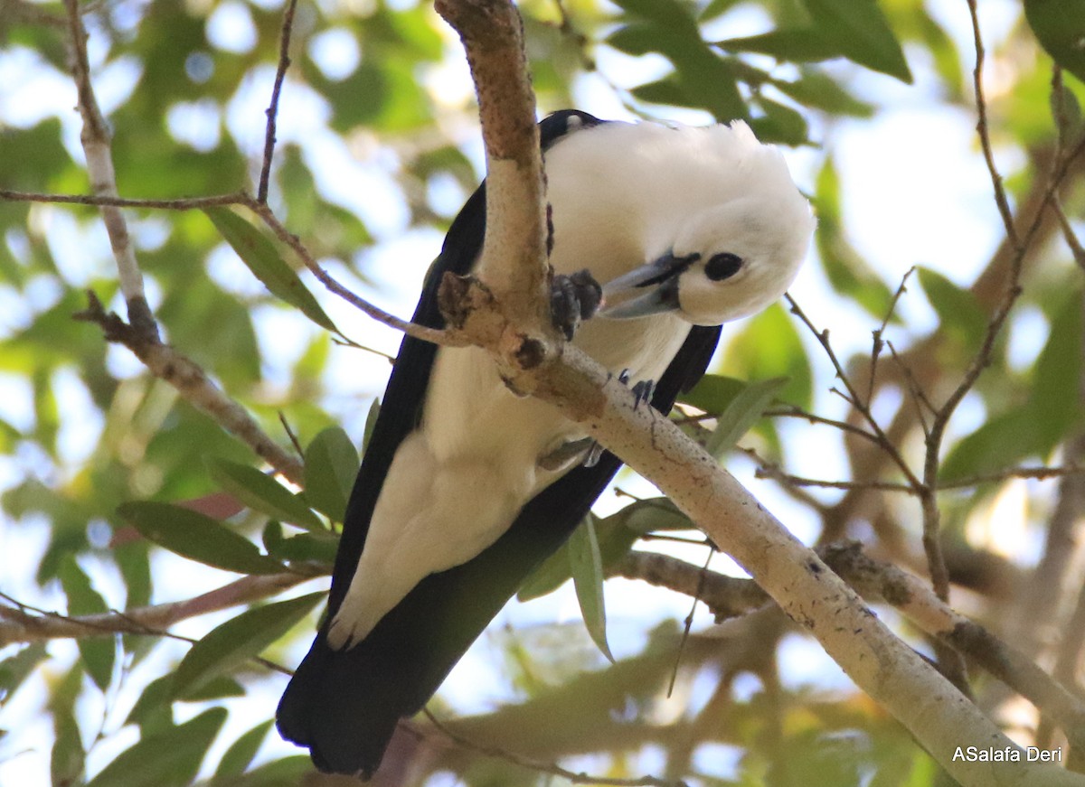 White-headed Vanga (annae) - ML471148381