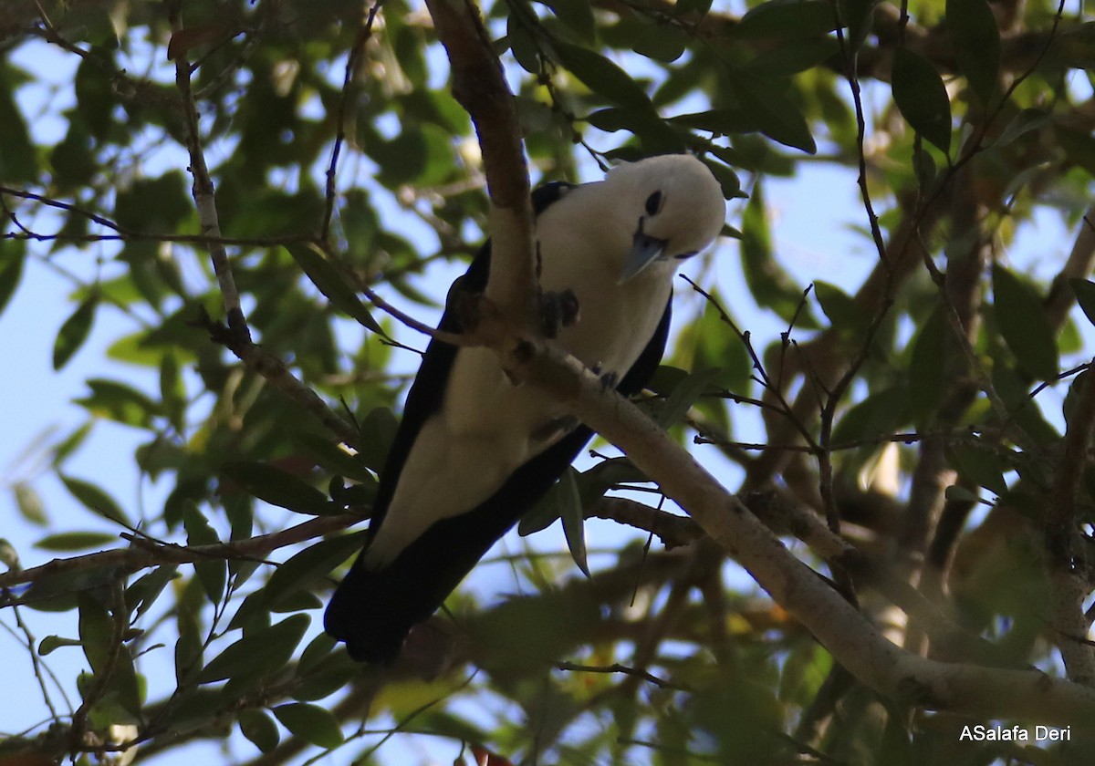 White-headed Vanga (annae) - Fanis Theofanopoulos (ASalafa Deri)