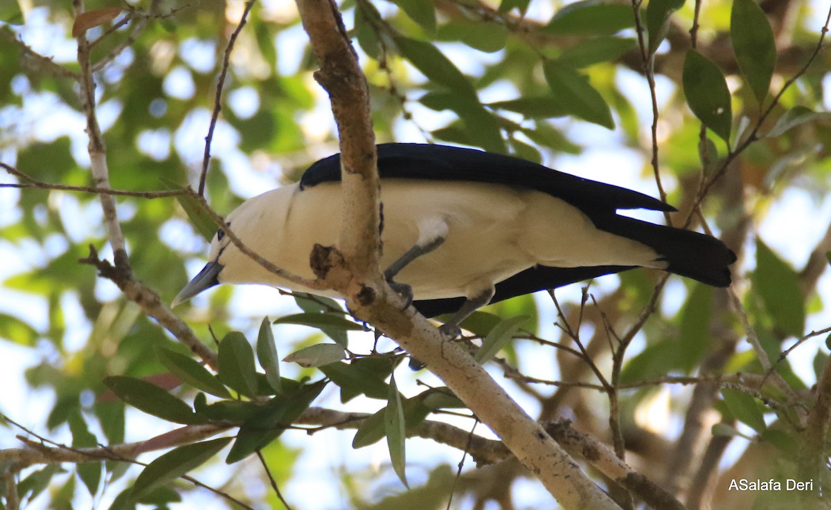 White-headed Vanga (annae) - Fanis Theofanopoulos (ASalafa Deri)