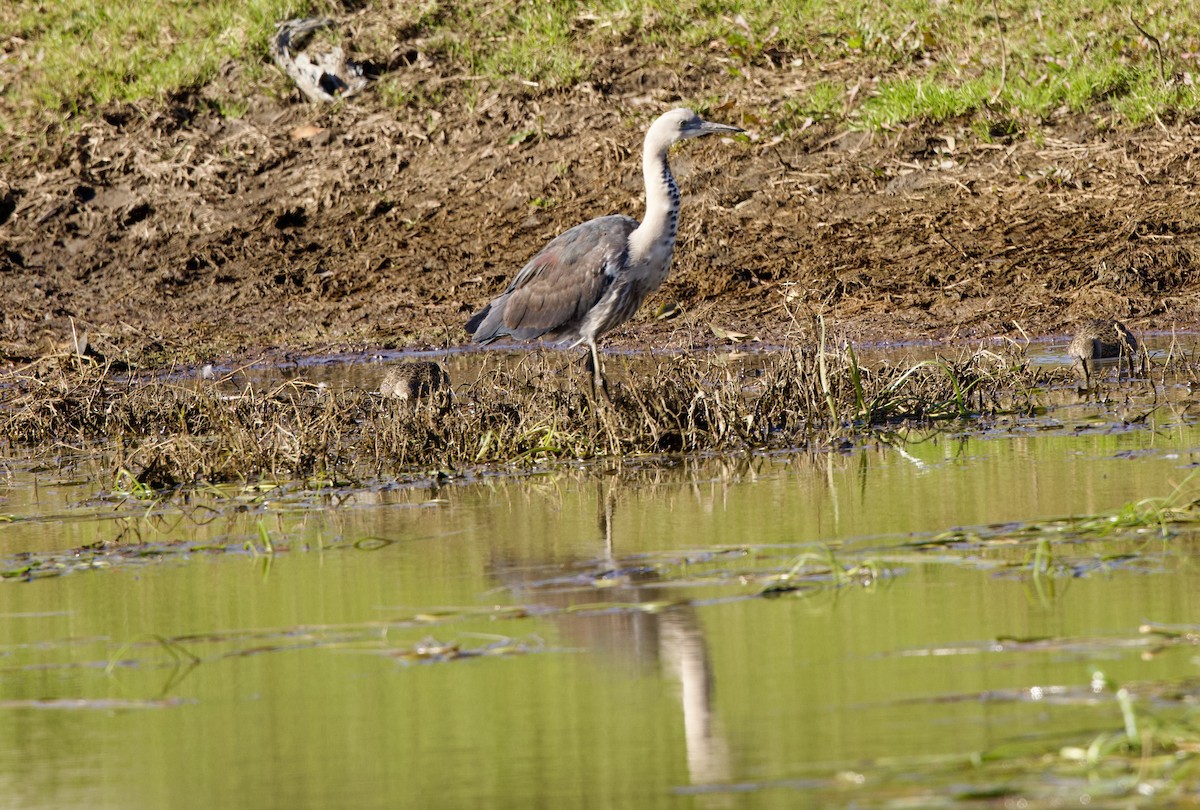 Pacific Heron - ML471148651