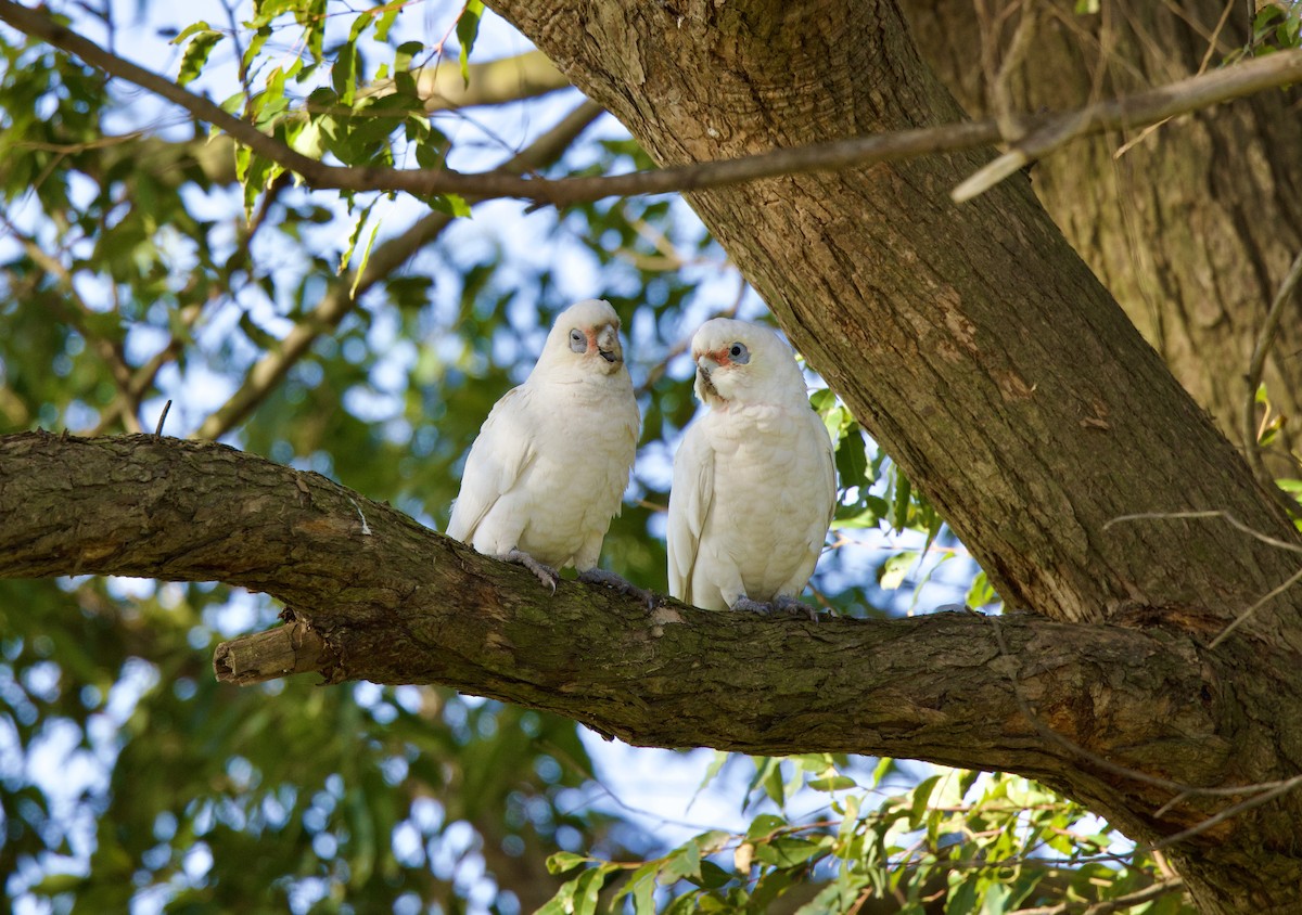 Little Corella - ML471148661