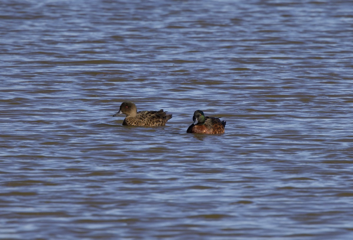 Chestnut Teal - ML471148691