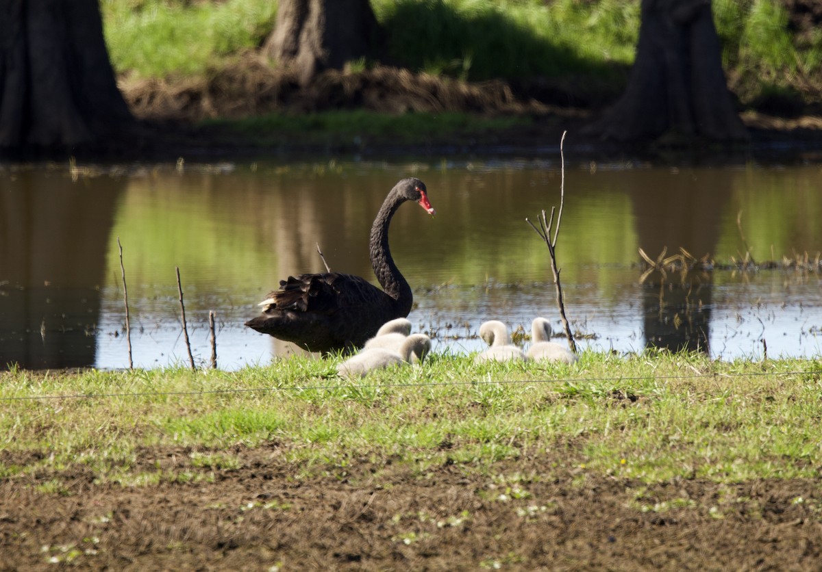 Black Swan - ML471148731
