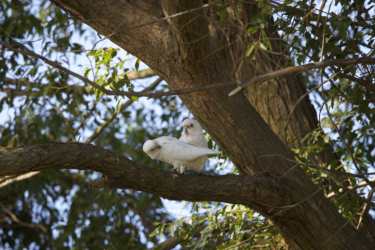 Little Corella - ML471148831