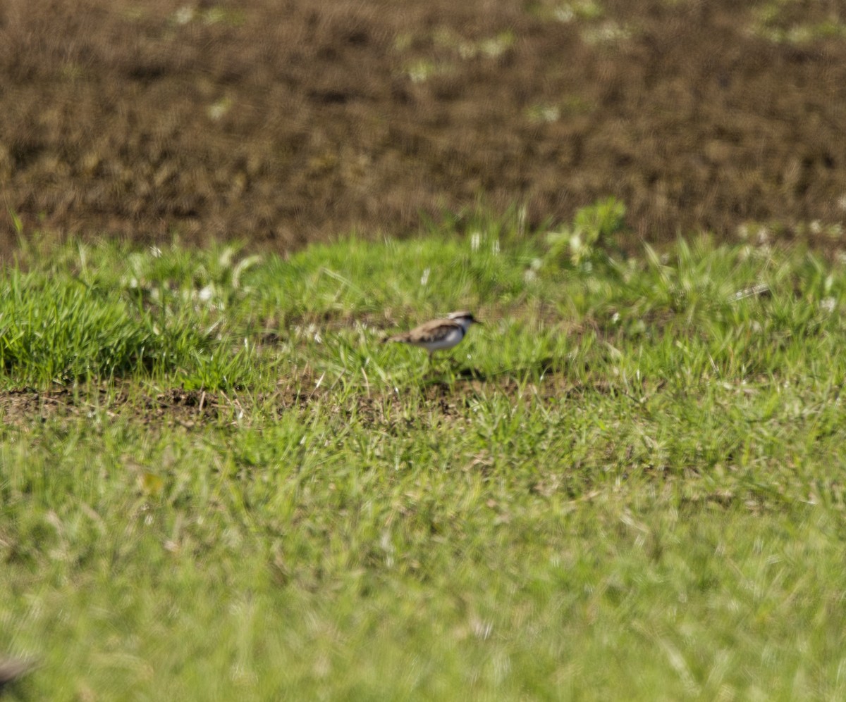 Black-fronted Dotterel - ML471148891