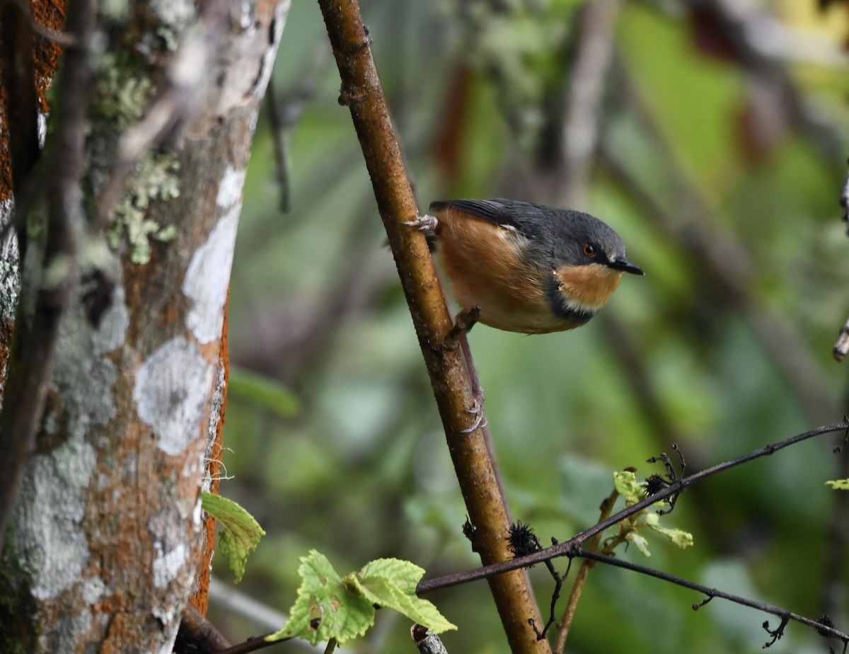 Rwenzori Apalis - ML471150051