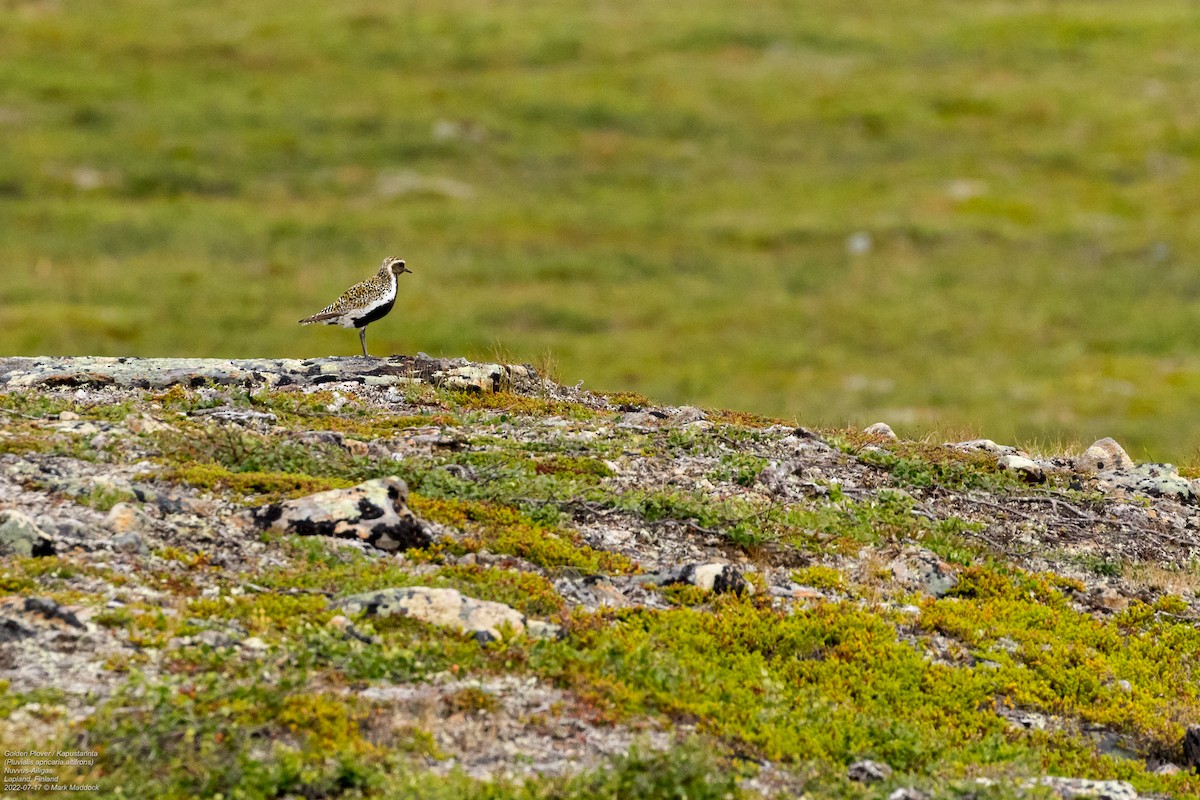 European Golden-Plover - ML471150781