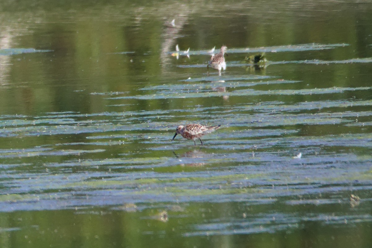 Curlew Sandpiper - ML471151431