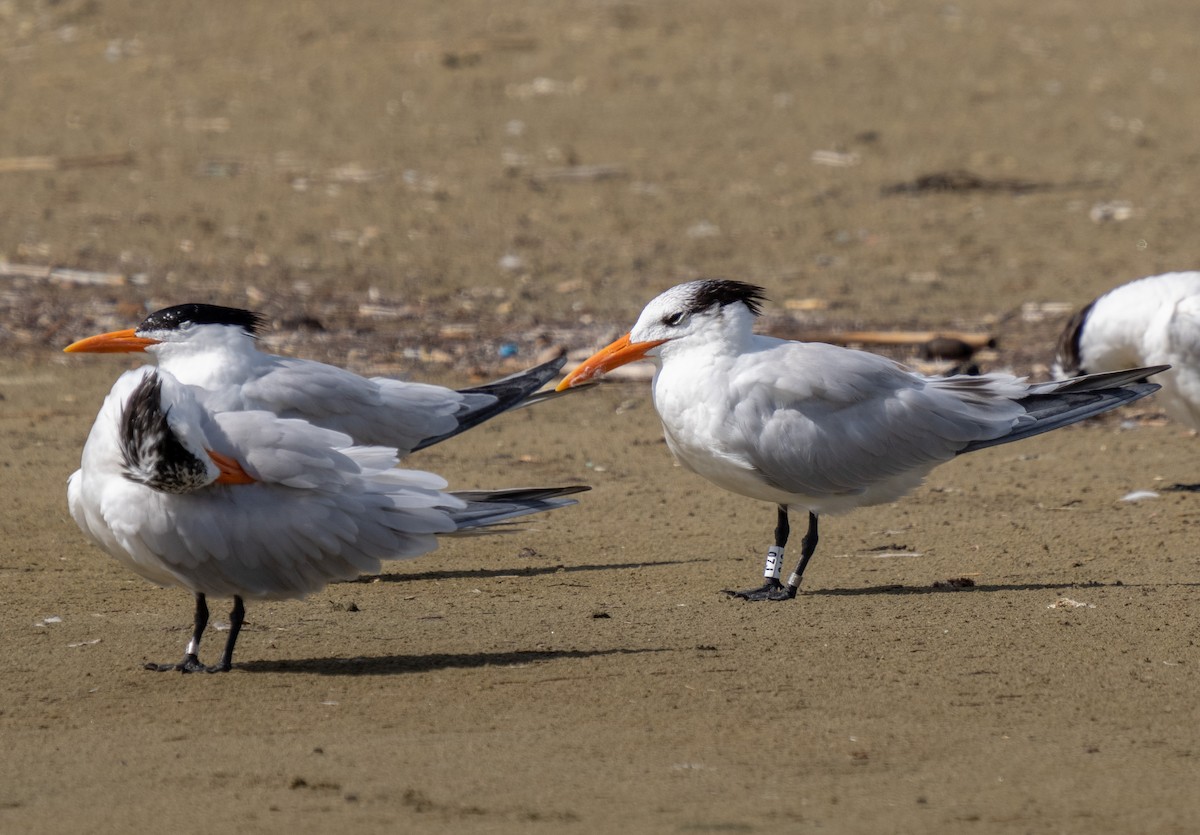 Royal Tern - ML471151561