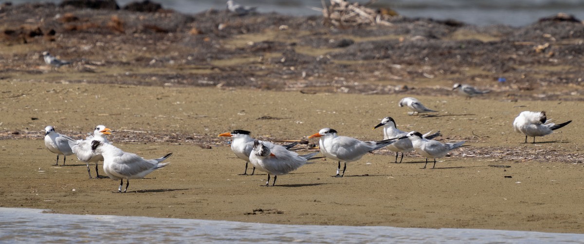 Royal Tern - ML471151591
