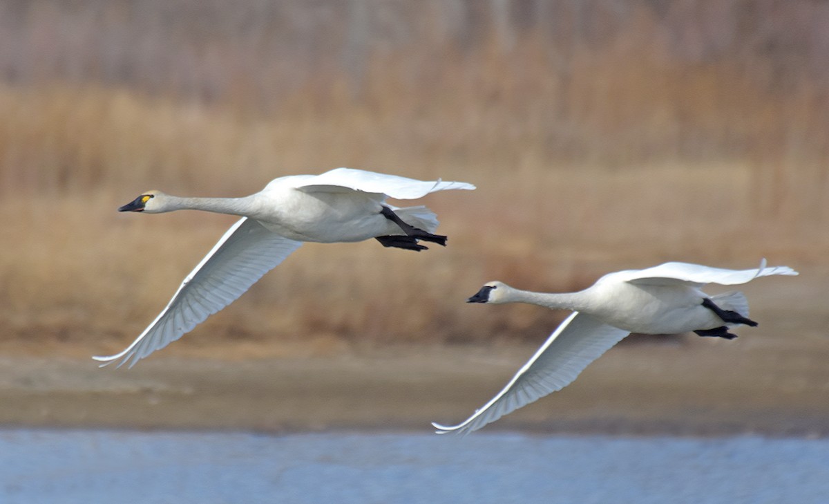 Tundra Swan - Steven Mlodinow