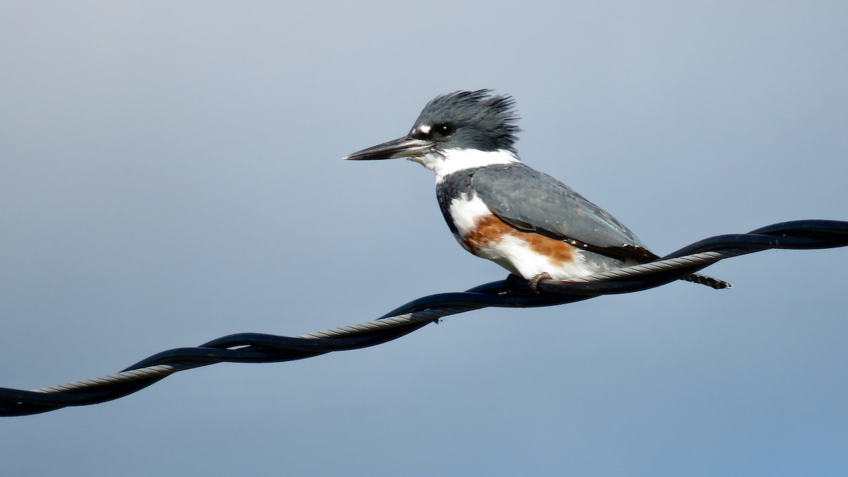 Belted Kingfisher - ML471156461