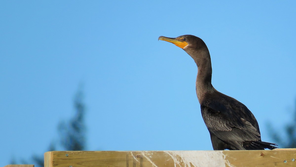 Double-crested Cormorant - ML471156481