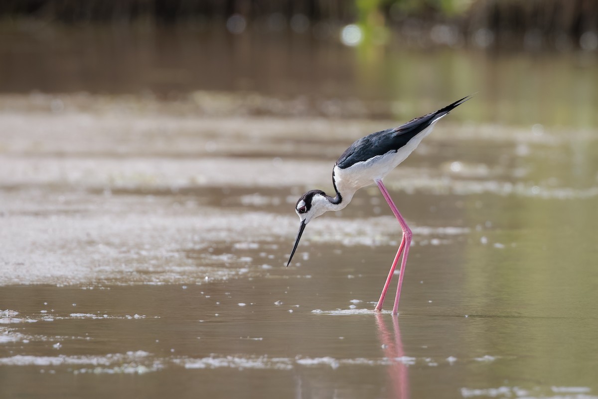 Black-necked Stilt - ML471156981