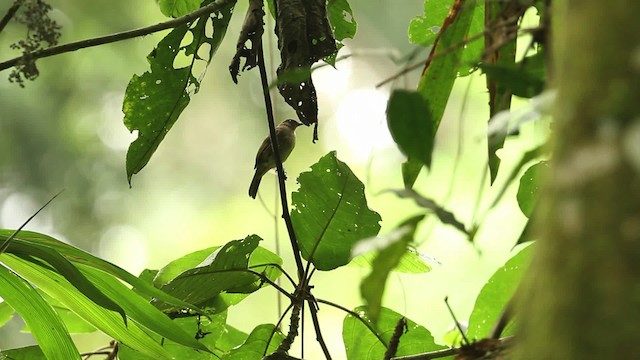 Red-eyed Bulbul - ML471157