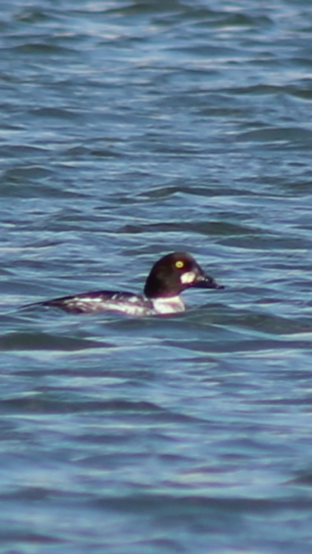 Common Goldeneye - ML47115741