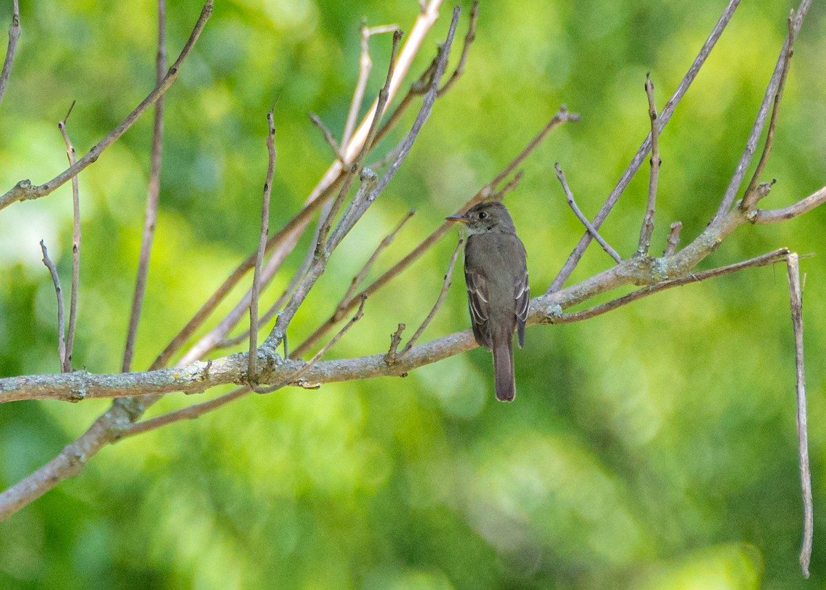 Alder Flycatcher - Dori Eldridge