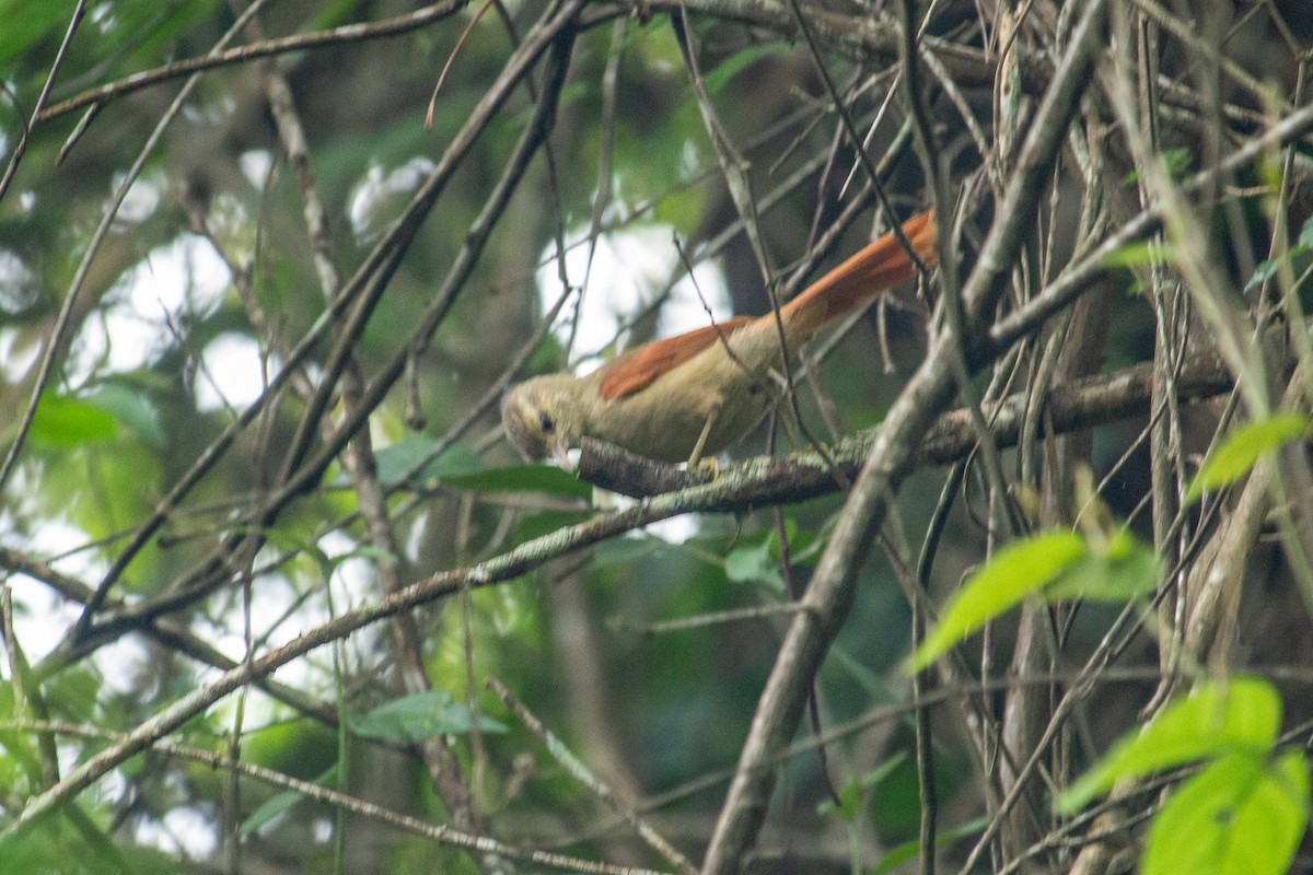 Crested Spinetail - ML471158161