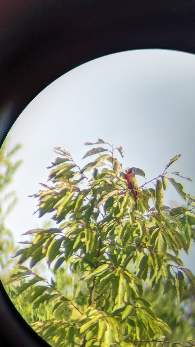 Painted Bunting - ML471159801