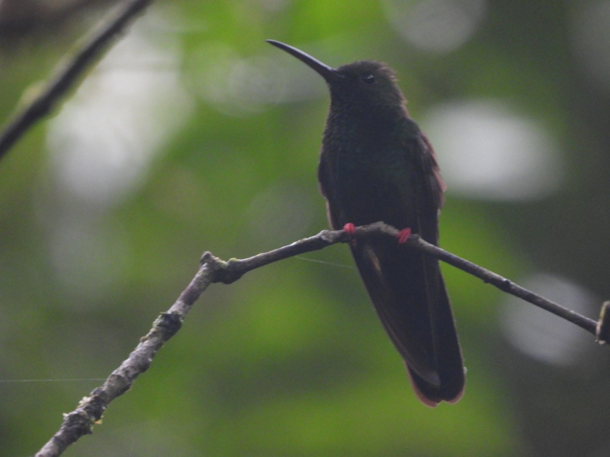 kolibřík křivozobý - ML471160211