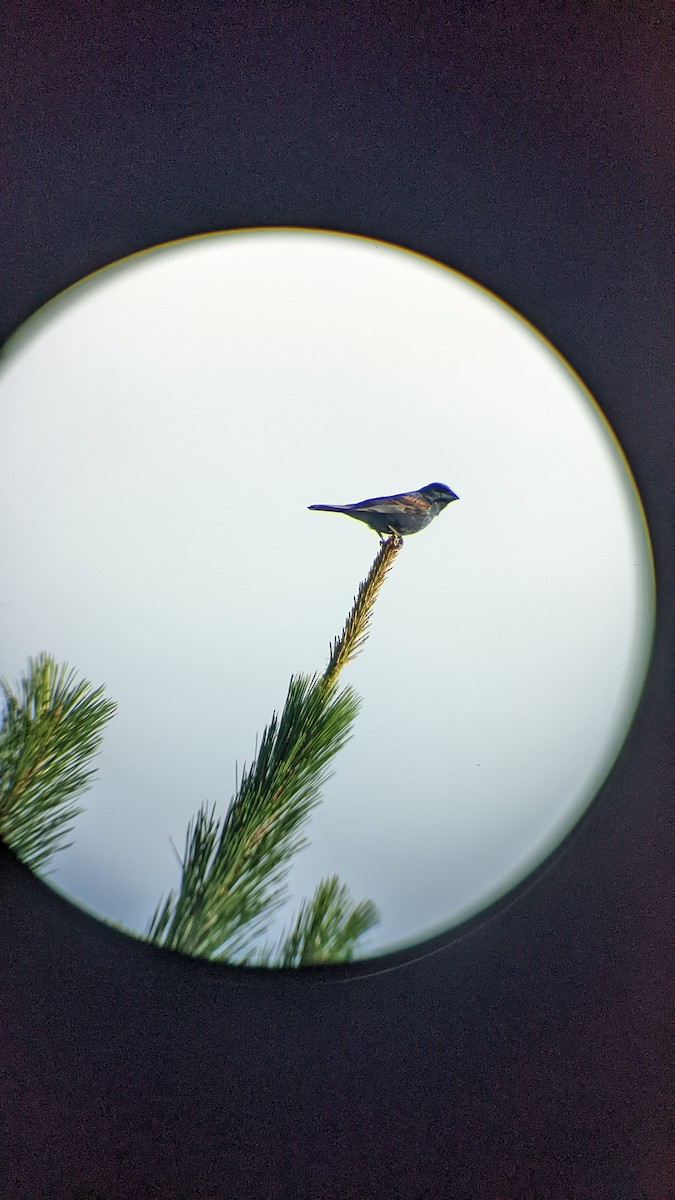 Blue Grosbeak - ML471160301