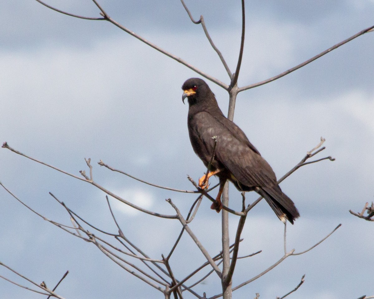 Snail Kite - Henrique Moutinho