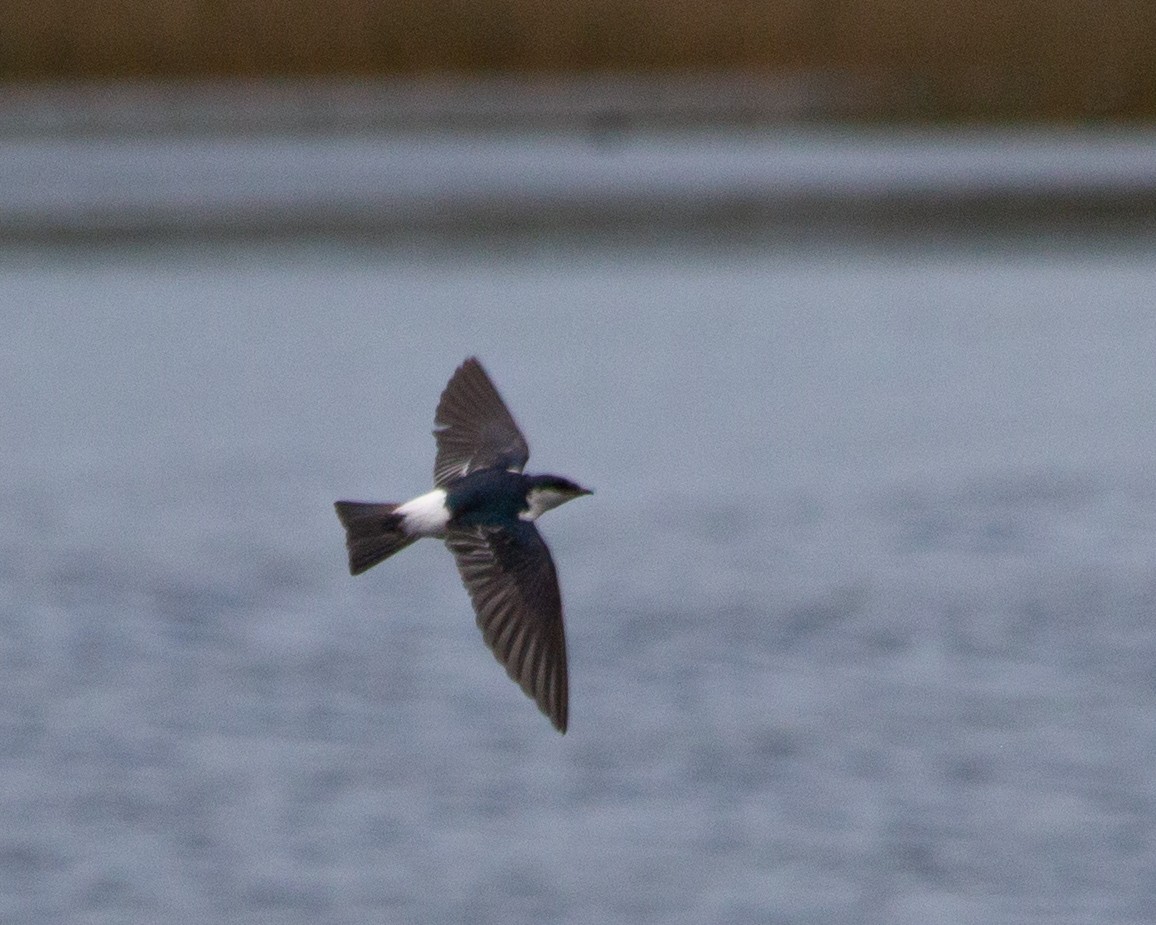 White-winged Swallow - ML471160781