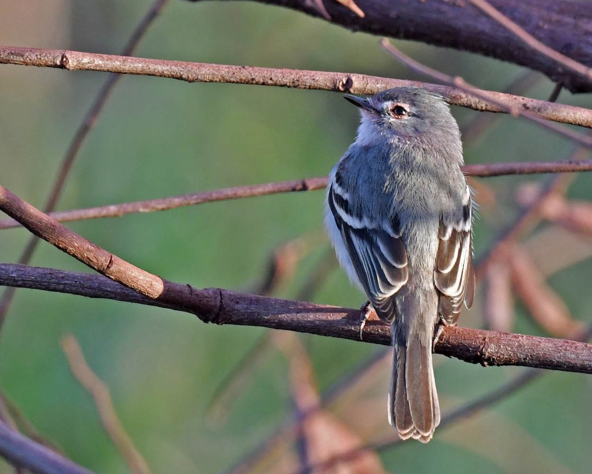 Straneck's Tyrannulet - Tini & Jacob Wijpkema