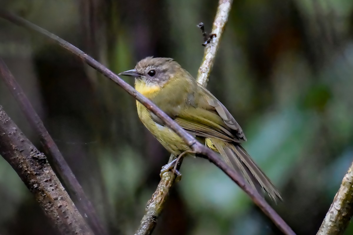 Wedge-tailed Jery - ML471161351