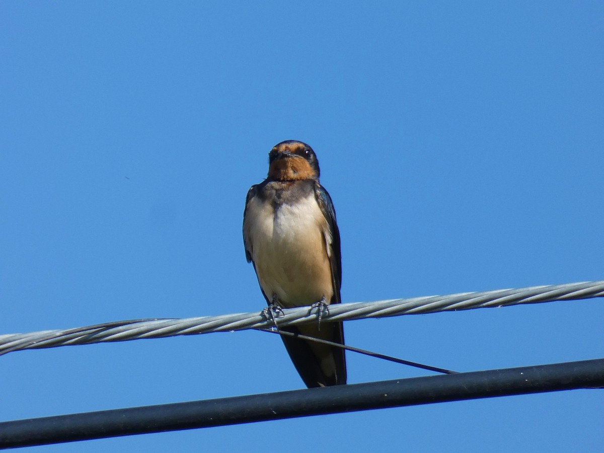 Barn Swallow - ML471161551