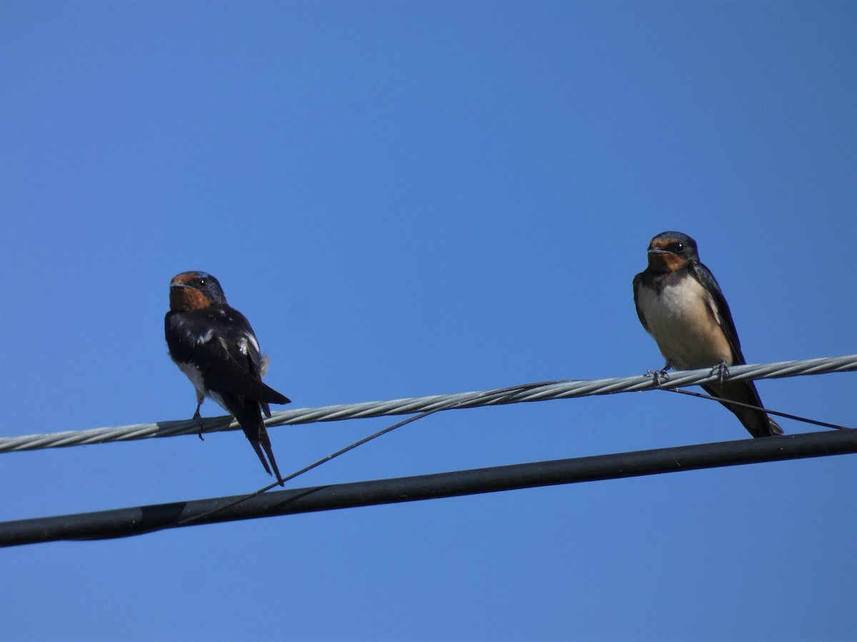 Barn Swallow - ML471161561