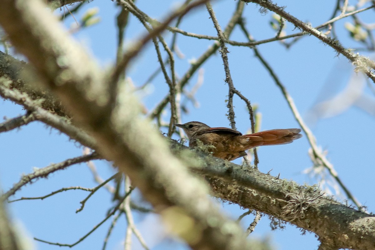 Streak-fronted Thornbird - ML471161611