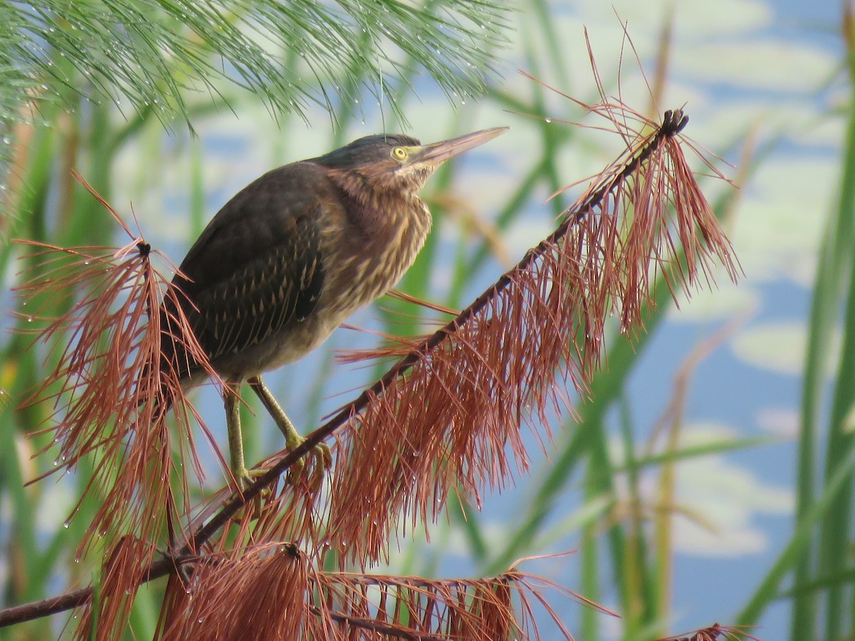 Green Heron - ML471161811