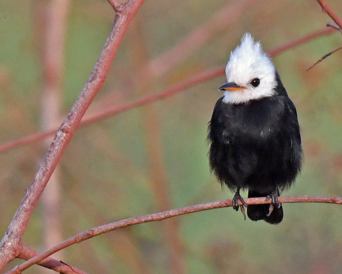 White-headed Marsh Tyrant - ML471162221