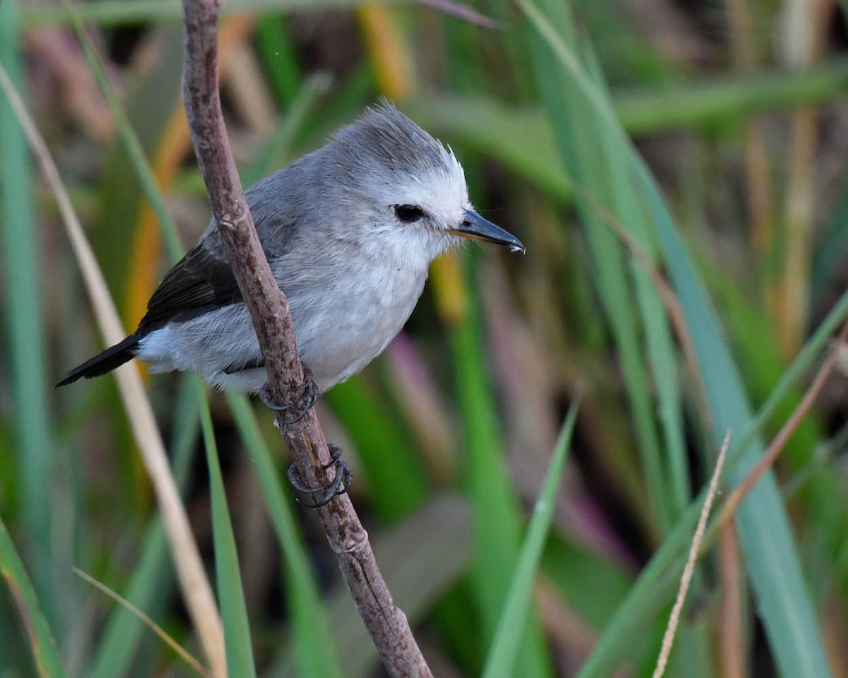 White-headed Marsh Tyrant - ML471162361