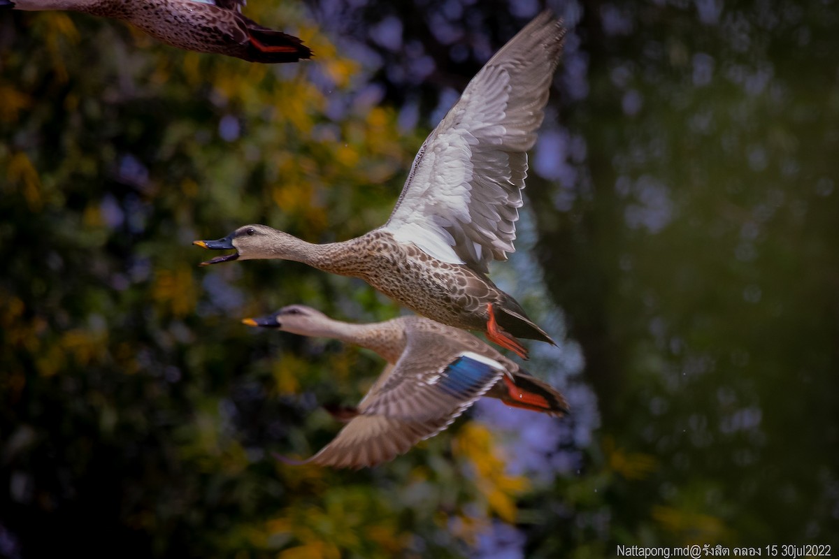 Canard à bec tacheté - ML471163651